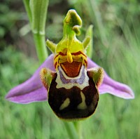 orchidée sauvage, apifera